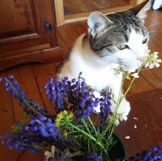 Grau-weiße Katze schnüffelt an einem Blumenstrauß aus blauen Traubenhyazinthen und weißen Salzblumen