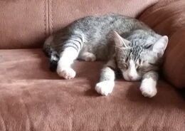 Grau-getigerte Katze liegt mit nach vorn ausgestreckten Pfoten auf einem braunen Sofa und schläft