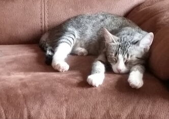 Grau-getigerte Katze liegt mit nach vorn ausgestreckten Pfoten auf einem braunen Sofa und schläft