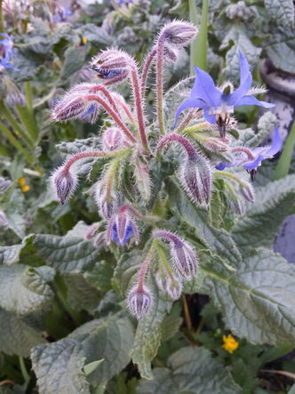 Borretschpflanze mit blauen Blüten an einer Laterne