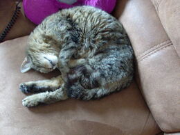 Grau-getigerte Katze liegt zusammengerollt auf einem braunen Sofa und schläft